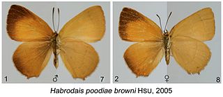 <i>Habrodais poodiae</i> Species of butterfly