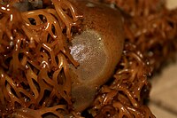 Macrocystis01.jpg сайтындағы Bryozoans