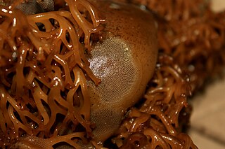 <i>Macrocystis integrifolia</i> Species of seaweed