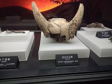 Bubalus mephistopheles skull from Tianluoshan.jpg