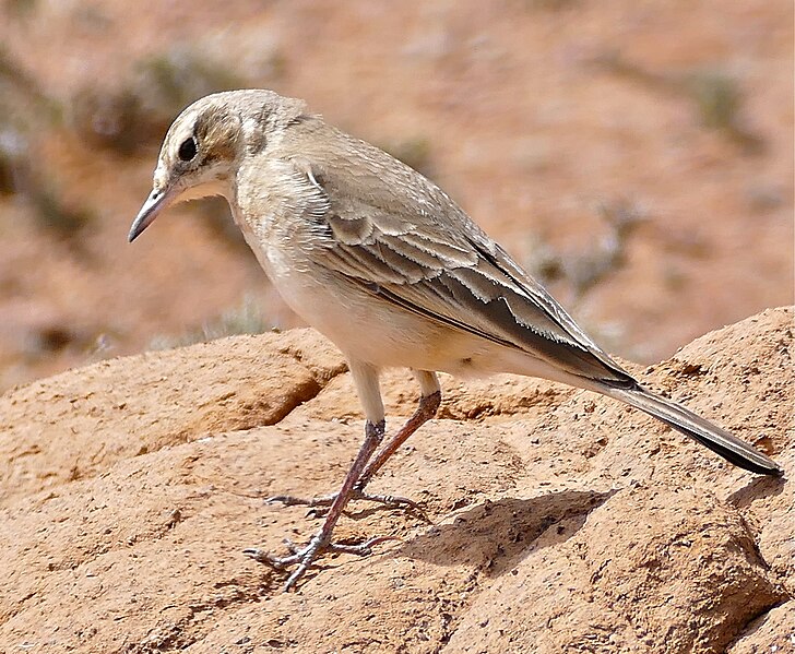 File:Buffy Pipit (Anthus vaalensis) (31778865463), crop.jpg