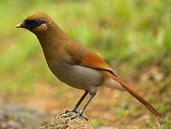 Buffy laughingthrush - Huangshan Mountain 2014-04-26.jpg