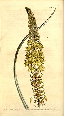 Bulbine asphodeloides (as Anthericum longiscapum) 33.1339.jpg