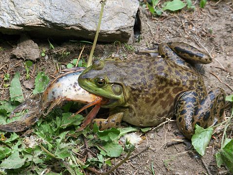 Добыча лягушек. Лягушка бык водонос. Лягушка водонос Голиаф. Африканская жаба водонос. Африканская жаба Bullfrog.