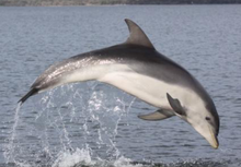 Буррунан дельфині (Tursiops australis) -B.png