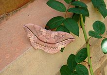 Schmetterling Madagaskar Antananarivo.JPG