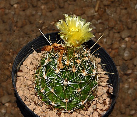 Thelocactus_setispinus