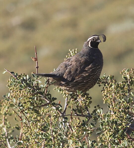 File:California quail on ceanothus bush close.jpg