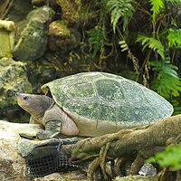 Batagur borneoensis