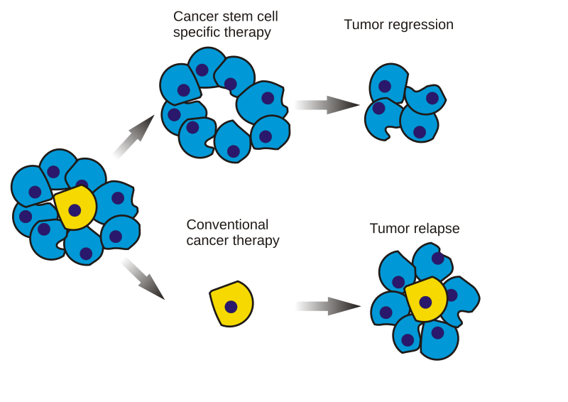 File:Cancer stem cells.svg