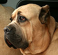 27. Cane Corso (javítás)/(csere)