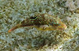 Canthigaster bennetti