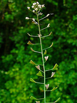 Capsella bursa-pastoris Photo : H. Zell