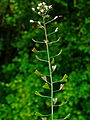 Kokoška pastuší tobolka (Capsella bursa-pastoris)