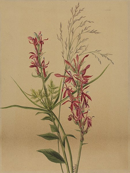 File:Cardinal Flower SAAM-1970.355.601 1.jpg