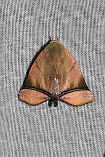 <i>Carea varipes</i> Species of moth