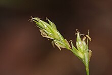 Carex deweyana.jpg