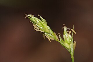 <i>Carex deweyana</i> Species of sedge