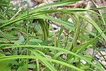Thumbnail for Carex kiotensis