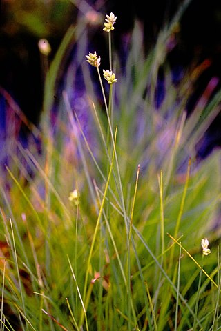 <i>Carex tenuiflora</i> Species of plant in the genus Carex