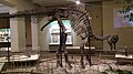 Skelet koritosaurusa u Karnidž prirodnjačkom muzeju u Pitsburgu, Pensilvanija