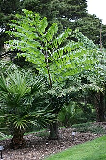 Caryota obtusa AK.jpg