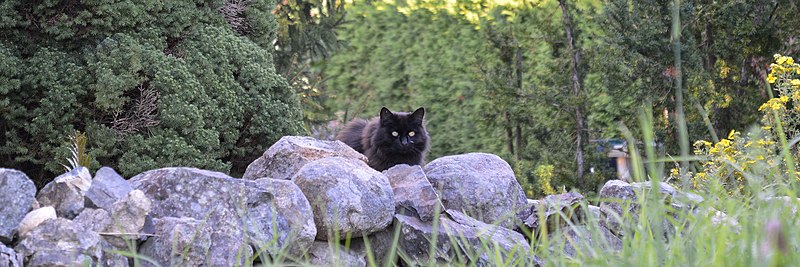 File:Cat (Felis catus) - Oslo, Norway 2020-09-02.jpg