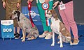 Catahoula Leopard Dogs, blue merle and red & white