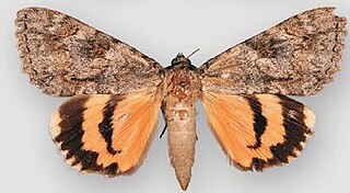 <i>Catocala jessica</i> Species of moth