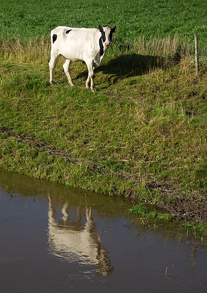 File:Cattle by Broälven.jpg