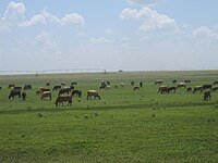 Cattle herds on irrigated land north of Springlake Cattle north of Springlake, TX IMG 4810.JPG
