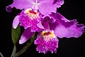 Cattleya lueddemanniana Labellum