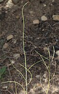 Chocolate drops (C. pilosus) stems with seedpods