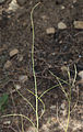 Caulanthus pilosus stems with seedpods