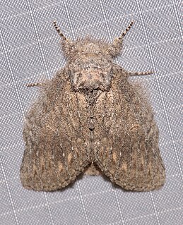 <i>Cecrita lunata</i> Species of moth