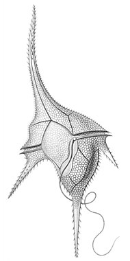 Ceratium hirundinella. Ceratium species are characterized by their horns and two flagella located in the transverse and longitudinal positions. Ceratium hirundinella.jpg