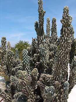 Peruvinis stulpenis (Cereus peruvianus)