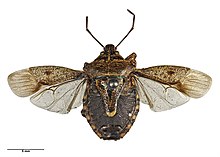 Cermatulus nasalis turbotti AMNZ21718.jpg 