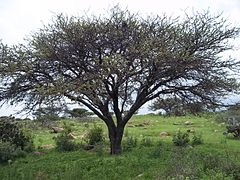 Tree named huizache.