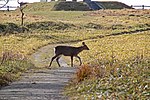 Thumbnail for Akkeshi-Kiritappu-Konbumori Quasi-National Park