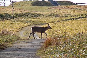 Cervus nippon yesoensis -Akkeshi, Hokkaido 01.jpg