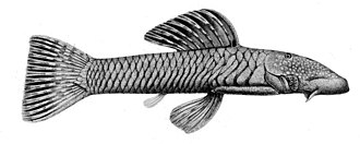 Chaetostoma anomalum Chaetostoma anomalum.jpg