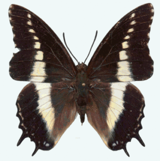 Charaxes antiquus