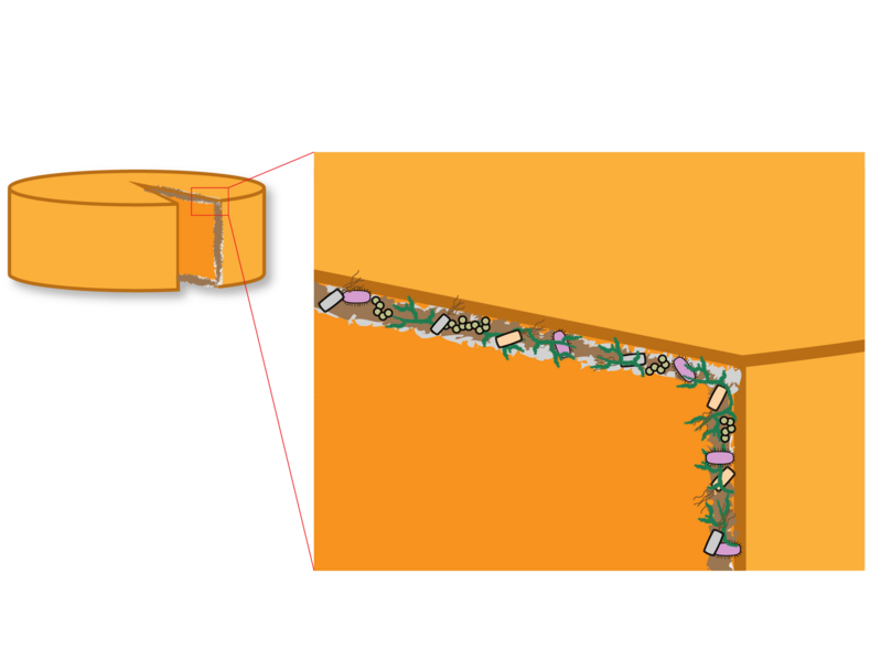 File:Cheese rind microbial community.png