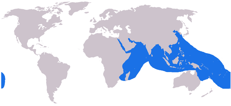 File:Cheilinus undulatus distribution.png