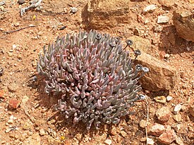 Cheiridopsis denticulata