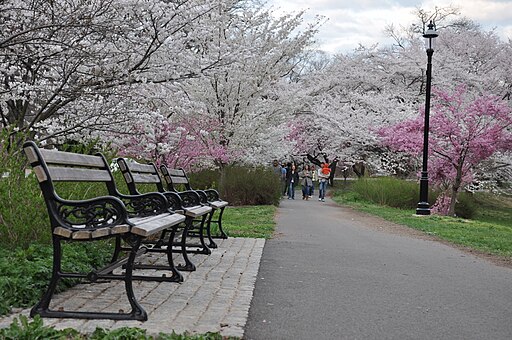 Cherry Blossom in Branch Brook Park, NJ - 2012