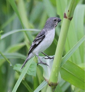 <span class="mw-page-title-main">Chestnut-throated seedeater</span> Species of bird