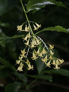 <i>Chiococca</i> Genus of flowering plants