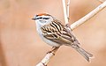 Chipping Sparrow - Flickr - Fyn Kynd.jpg